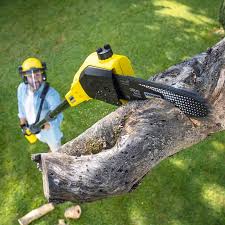 Best Stump Grinding and Removal  in Fair Oaks Ranch, TX